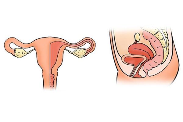 【꿈해몽】꿈에서 자궁의 의미와 상징은 무엇입니까?