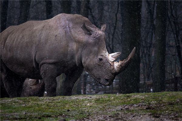 코뿔소는 꿈에서 무엇을 의미합니까? 꿈의 점