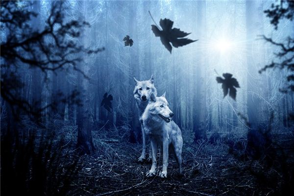 【꿈해몽】꿈속에서 늑대의 의미와 상징
