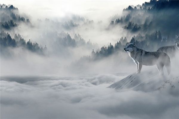 【꿈해몽】꿈에서 호랑이 늑대는 무엇을 의미합니까? 꿈의 점
