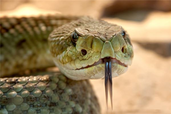 꿈에서 뱀을 죽인다는 것은 무엇을 의미합니까? 꿈의 점