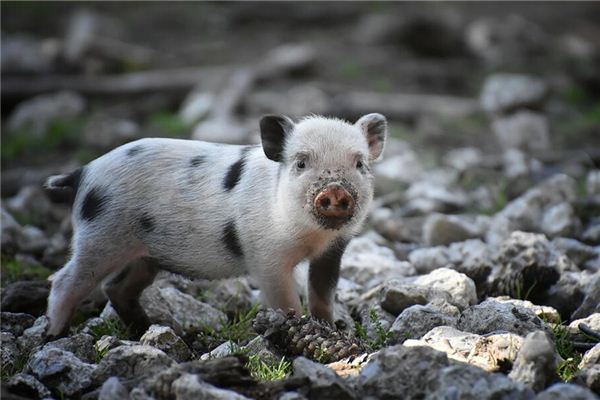 꿈에서 돼지와 노는 것은 무엇을 의미합니까? 꿈의 점