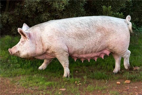 스 캘퍼만큼 큰 돼지가 집에 뛰어 든다는 꿈에서 무엇을 의미합니까? 꿈의 점