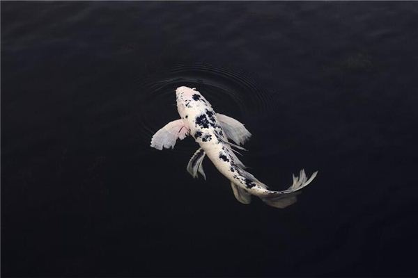 【꿈해몽】꿈속에서 강이나 연못에있는 물고기의 의미와 상징