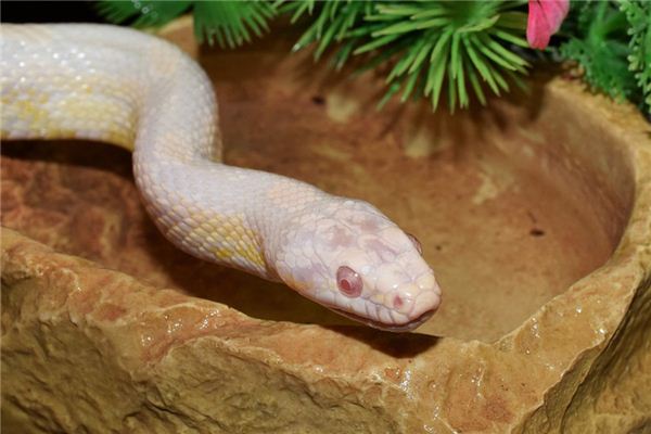 꿈에서 흰 뱀은 무엇을 의미합니까? 꿈의 점