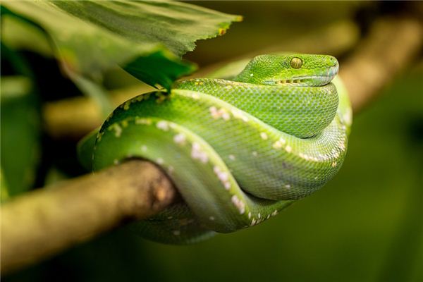 꿈에서 녹색 뱀은 무엇을 의미합니까? 꿈의 점
