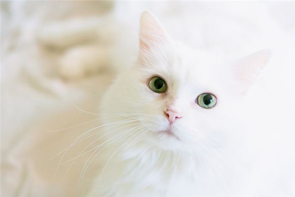 꿈에서 흰 고양이는 무엇을 의미합니까? 꿈의 점