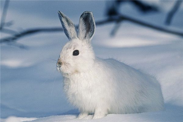 꿈에서 흰 토끼는 무엇을 의미합니까? 꿈의 점