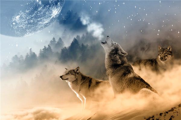 【꿈해몽】꿈속에서 늑대의 의미와 상징