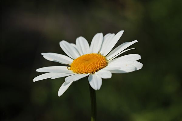 【꿈해몽】꿈에서 흰 꽃의 의미와 상징
