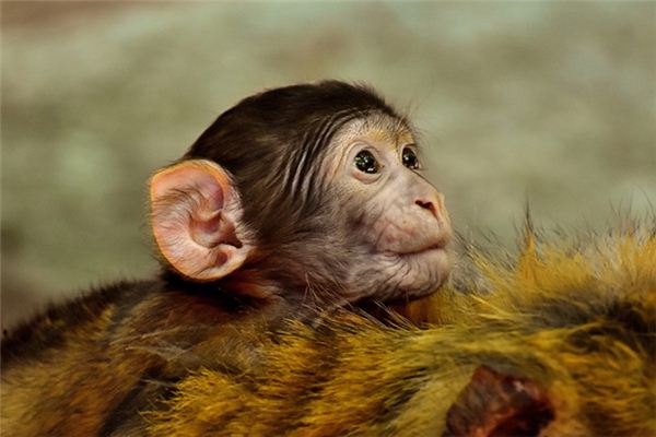 꿈에서 타마 린드 원숭이는 무엇을 의미합니까? 꿈의 점