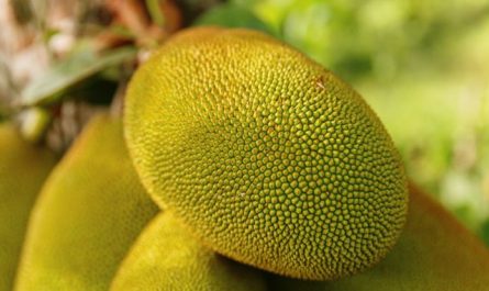 【꿈해몽】잭프루트를 꿈꾸는 것은 무엇을 의미합니까: 25가지 시나리오와 해석