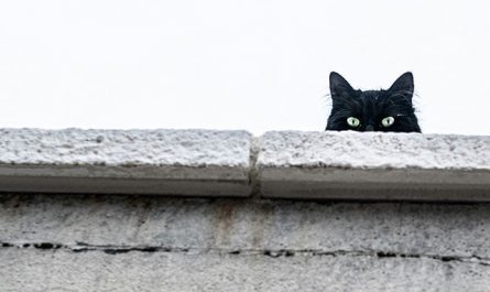 【꿈해몽】검은 고양이에 관한 꿈의 의미: 80가지 시나리오와 해석