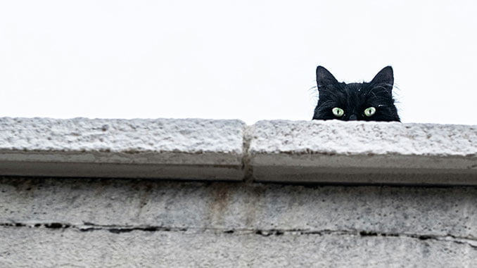 【꿈해몽】검은 고양이에 관한 꿈의 의미: 80가지 시나리오와 해석