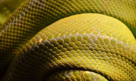 【꿈해몽】노란 뱀에 관한 꿈: 25가지 시나리오와 해석