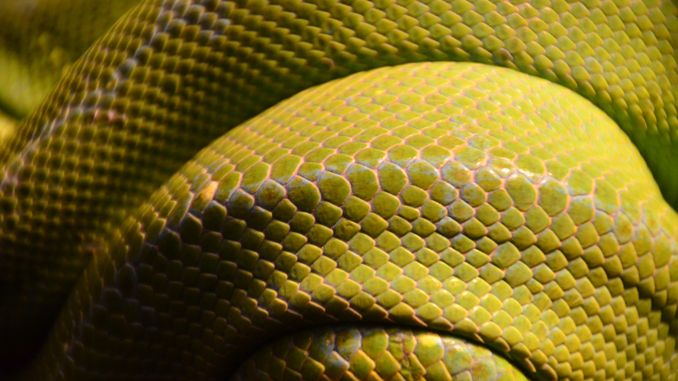 【꿈해몽】노란 뱀에 관한 꿈: 25가지 시나리오와 해석