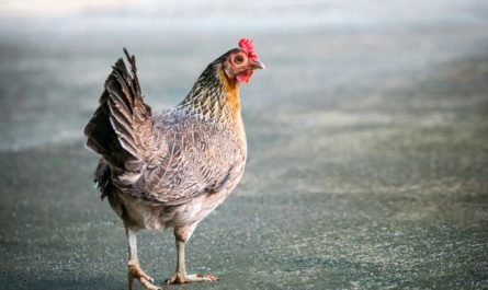 【꿈해몽】닭에 관한 꿈 : 50가지 시나리오와 해석