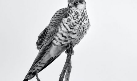 【꿈해몽】매의 꿈 : 32가지 시나리오와 해석