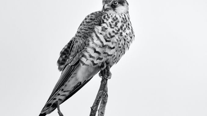 【꿈해몽】매의 꿈 : 32가지 시나리오와 해석