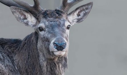 【꿈해몽】무스의 꿈 : 48가지 시나리오와 해석