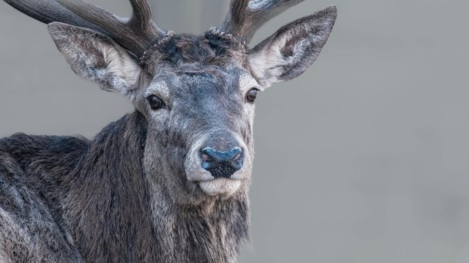 【꿈해몽】무스의 꿈 : 48가지 시나리오와 해석