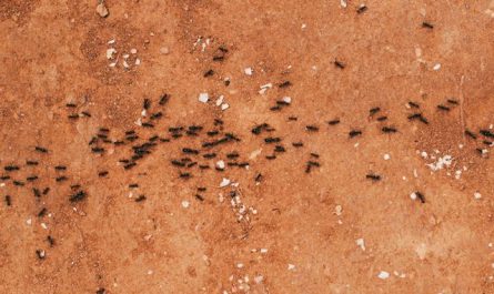 【꿈해몽】개미에 관한 꿈 : 100가지 시나리오와 해석