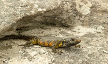 【꿈해몽】도롱뇽 꿈 : 60가지 시나리오와 해석