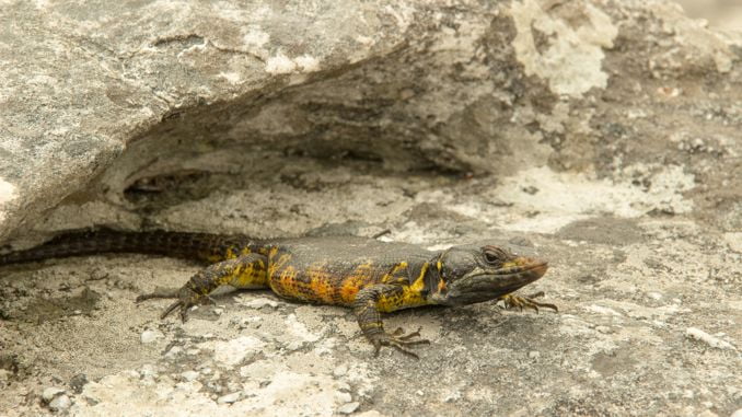 【꿈해몽】도롱뇽 꿈 : 60가지 시나리오와 해석