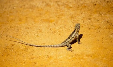 【꿈해몽】도마뱀 꿈: 65가지 시나리오와 해석