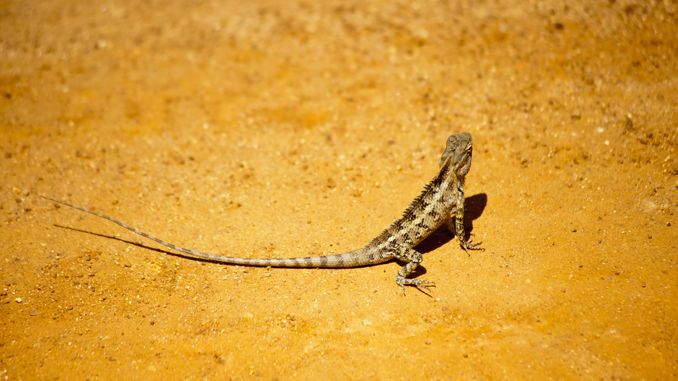 【꿈해몽】도마뱀 꿈: 65가지 시나리오와 해석