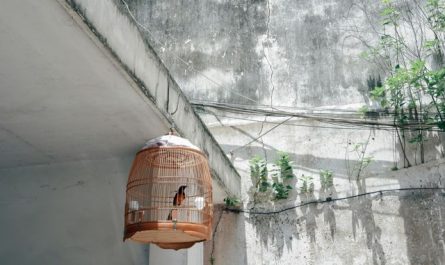 【꿈해몽】새장 속 새에 관한 꿈 : 40가지 시나리오와 해석