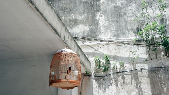 【꿈해몽】새장 속 새에 관한 꿈 : 40가지 시나리오와 해석