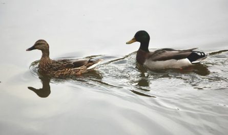 【꿈해몽】오리 꿈 꾸기: 75가지 시나리오와 해석