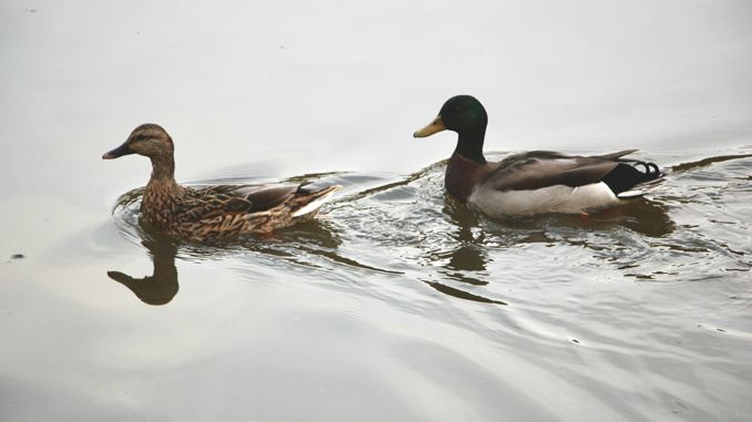 【꿈해몽】오리 꿈 꾸기: 75가지 시나리오와 해석