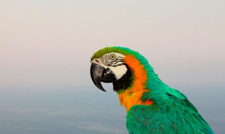 【꿈해몽】앵무새의 꿈: 33가지 시나리오와 해석