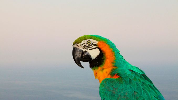 【꿈해몽】앵무새의 꿈: 33가지 시나리오와 해석