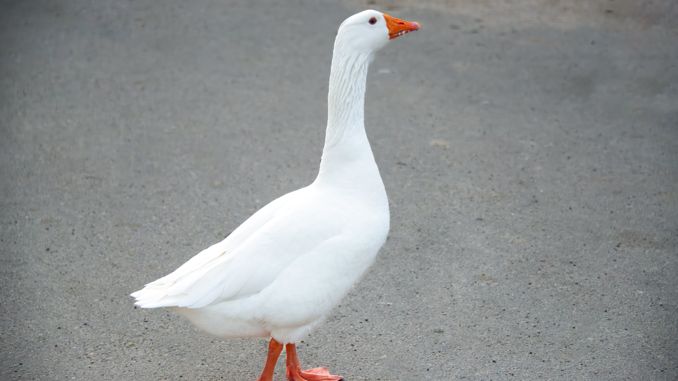 【꿈해몽】거위의 꿈 : 89가지 시나리오와 해석