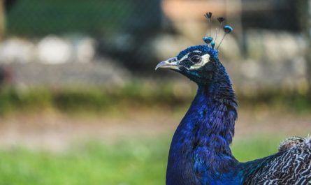 【꿈해몽】칠면조 꿈 : 50가지 시나리오와 해석