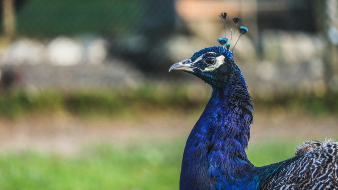 【꿈해몽】칠면조 꿈 : 50가지 시나리오와 해석