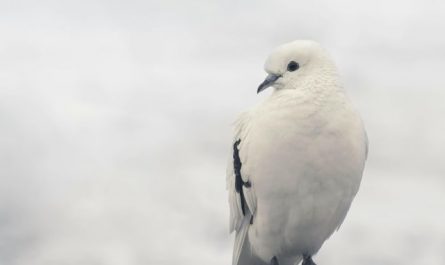 【꿈해몽】비둘기의 꿈 : 51가지 시나리오와 해석