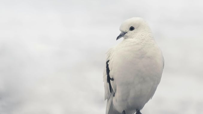 【꿈해몽】비둘기의 꿈 : 51가지 시나리오와 해석