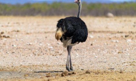 【꿈해몽】타조에 대한 꿈: 50가지 시나리오와 해석
