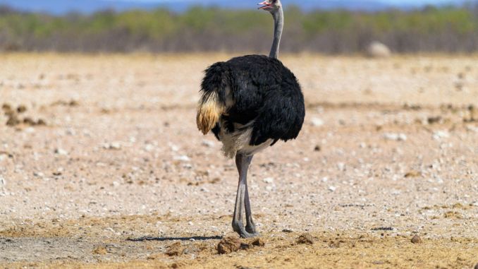 【꿈해몽】타조에 대한 꿈: 50가지 시나리오와 해석
