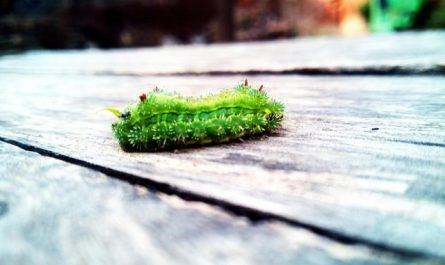 【꿈해몽】벌레 꿈 꾸기: 51가지 시나리오와 해석