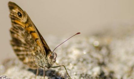 【꿈해몽】나방의 꿈 : 57가지 시나리오와 해석