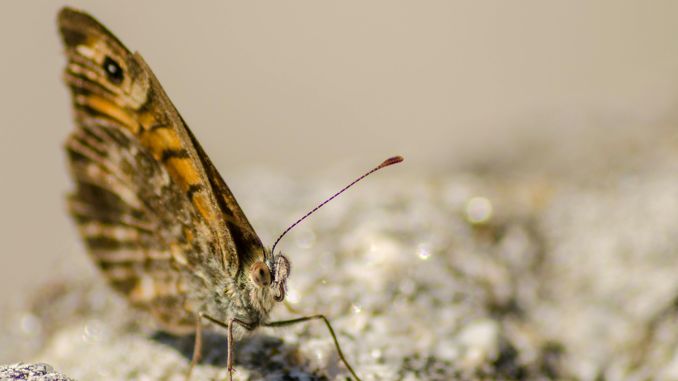 【꿈해몽】나방의 꿈 : 57가지 시나리오와 해석