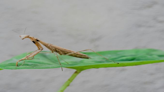 【꿈해몽】사마귀의 꿈 : 48가지 시나리오와 해석