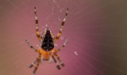 【꿈해몽】타란튤라의 꿈 : 55가지 시나리오와 해석