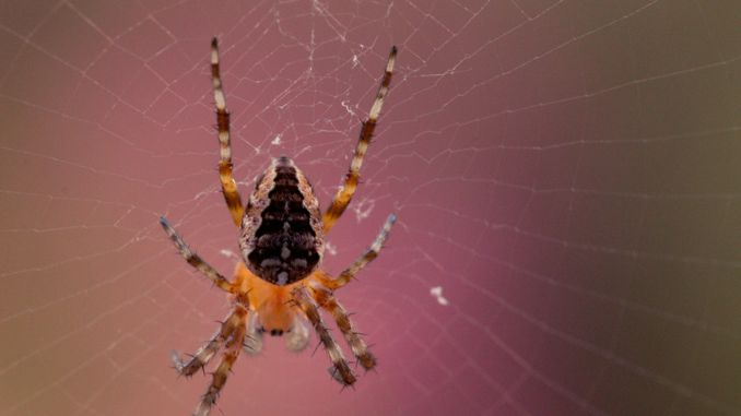 【꿈해몽】타란튤라의 꿈 : 55가지 시나리오와 해석