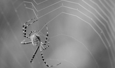 【꿈해몽】거미에 관한 꿈: 47가지 시나리오와 해석